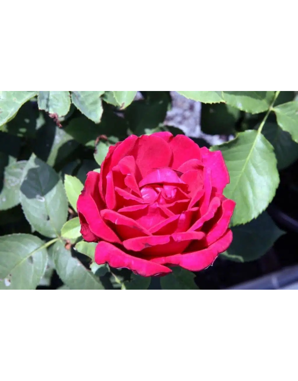 image_5