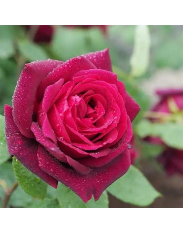 image_7