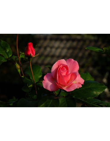 schueler-design-nature-780751_1920