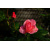 schueler-design-nature-780751_1920