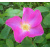 wild_rosa_gallica_romania